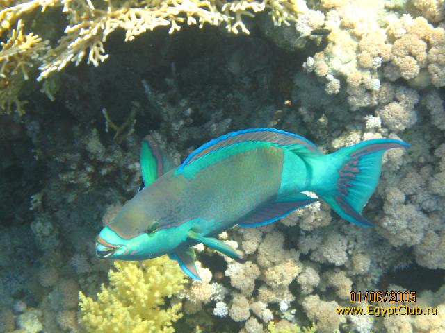 ,  2005