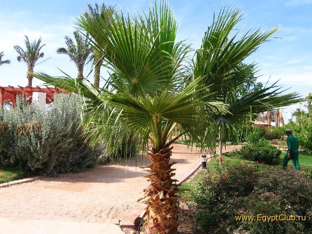 ��� ������� ������ :)