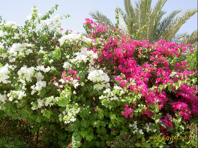 ����� � �����