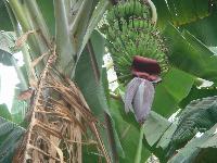 ������, ��������� ������