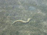 ���� ���������