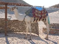 � ���� ��� ����