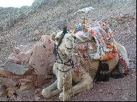 "������� ������"