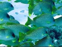 ������� ����