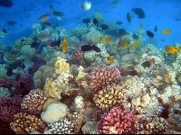 ������� ����