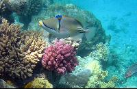 ������� ����