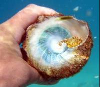 ������� ����