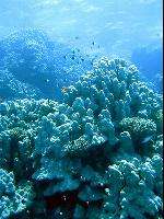 ������� ����