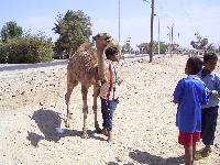 �������� ���