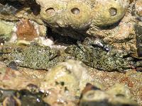 �������� ����