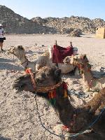 �������� ��������� �������