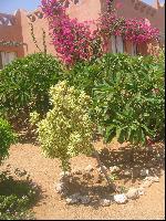 �����, ����������