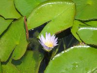 � ��������� �����