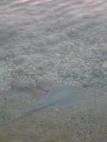 ���������� ���� ���� ����� ������