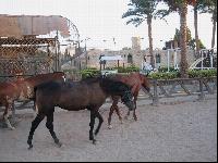 ������� �� �������