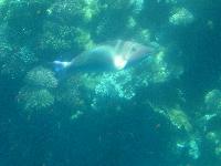 ��������� ���