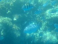 ��������� ���