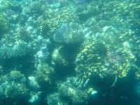 ��������� ���