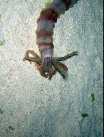 "����� � ������ ����"