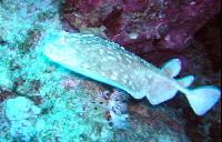 ���� �������������!