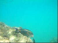 Iberotel Makadi Saraya Suites Resort & Family Resort