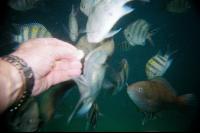 ������� �������