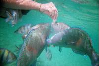 ��� �������?