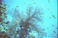 �� ��������