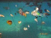 ��� ��������