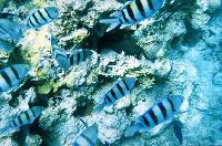 ����� � �����  ��������