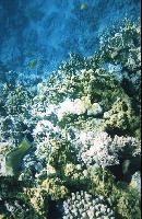 ��� � ����� ��������