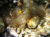 ��� ������� "�����"