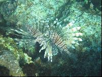 ����� �� ����������