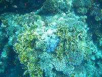 ��������� ���