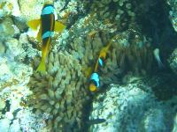 ��������� ���