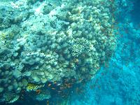 ��������� ���