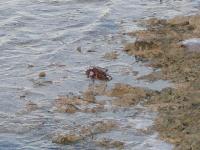 ���� �� �������