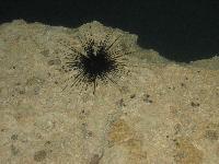 ������� ��