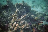 ��� ���� ������