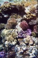 ��� ����� �������