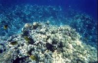 ��� �����