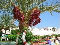 ����� ���������