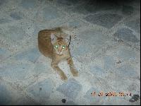 ����� ���������