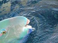 �������� ������� ����