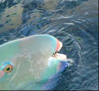 �������� �������