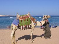 ������ �����