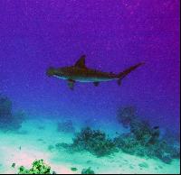 � �� �� ������ ������� ��� ����?