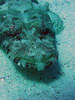 ����-��������