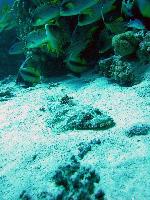 �� ��������� ����������