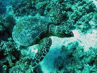 ���� ���� - ��������